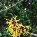 Hamamelis japonica Arborea' fleur P28
